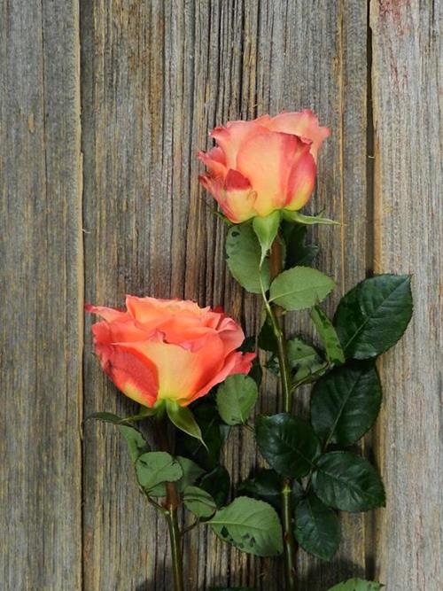 FREE SPIRIT  BICOLOR ORANGE/YELLOW ROSES